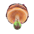 Load image into Gallery viewer, Enchanted Toadstool Mushroom. Handmade Glass Christmas ornament. 2022-209