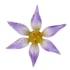 Wild Lily in Lilac