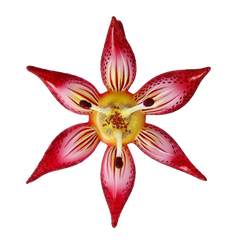 Wild Lily in Crimson