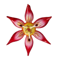Sovereign Crimson Radiance