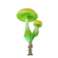 Load image into Gallery viewer, Fairytale Mushroom with Ladybug. Handmade Glass Christmas ornament. 2022-413
